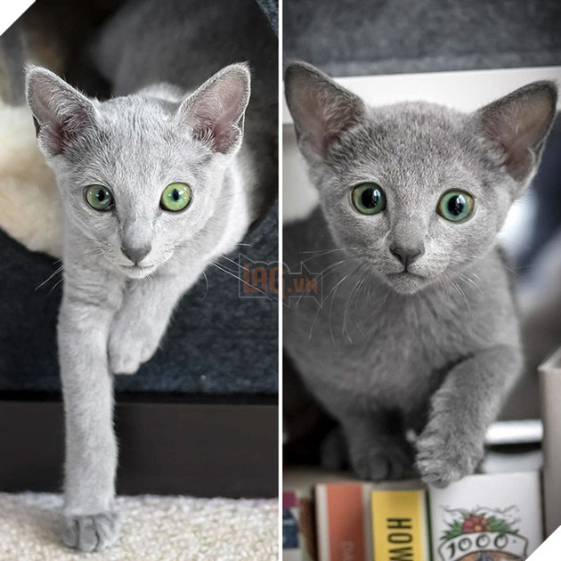 Cặp m&#232;o Nga nổi đ&#236;nh đ&#225;m tr&#234;n Instagram nhờ sở hữu đ&#244;i mắt xanh lục si&#234;u lạ h&#250;t hồn người kh&#225;c - Ảnh 2.