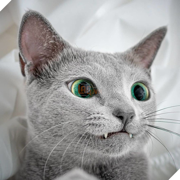 Cặp m&#232;o Nga nổi đ&#236;nh đ&#225;m tr&#234;n Instagram nhờ sở hữu đ&#244;i mắt xanh lục si&#234;u lạ h&#250;t hồn người kh&#225;c - Ảnh 4.