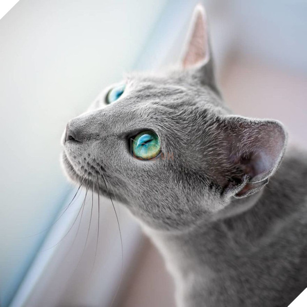 Cặp m&#232;o Nga nổi đ&#236;nh đ&#225;m tr&#234;n Instagram nhờ sở hữu đ&#244;i mắt xanh lục si&#234;u lạ h&#250;t hồn người kh&#225;c - Ảnh 4.