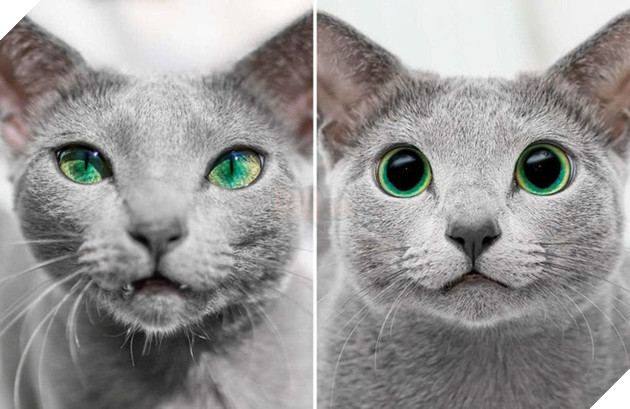 Cặp m&#232;o Nga nổi đ&#236;nh đ&#225;m tr&#234;n Instagram nhờ sở hữu đ&#244;i mắt xanh lục si&#234;u lạ h&#250;t hồn người kh&#225;c - Ảnh 2.