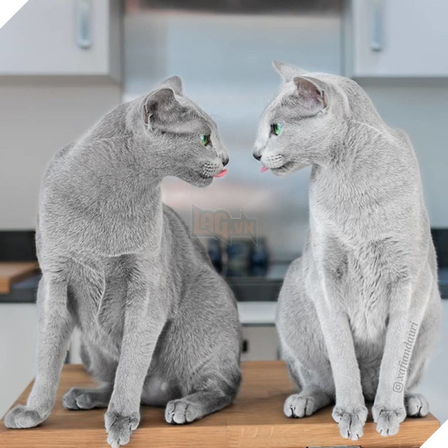 Cặp m&#232;o Nga nổi đ&#236;nh đ&#225;m tr&#234;n Instagram nhờ sở hữu đ&#244;i mắt xanh lục si&#234;u lạ h&#250;t hồn người kh&#225;c - Ảnh 2.