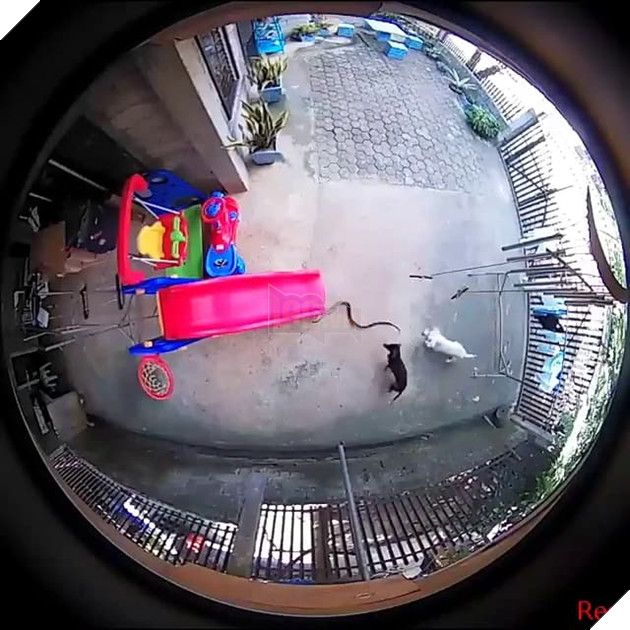  
Hai chú chó trông thấy con rắn bò vào nhà.