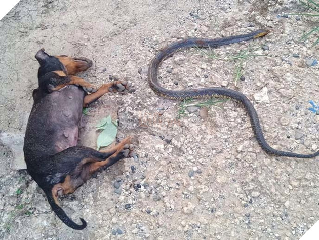  Miley tử vong sau khi đã tiêu diệt con rắn độc.