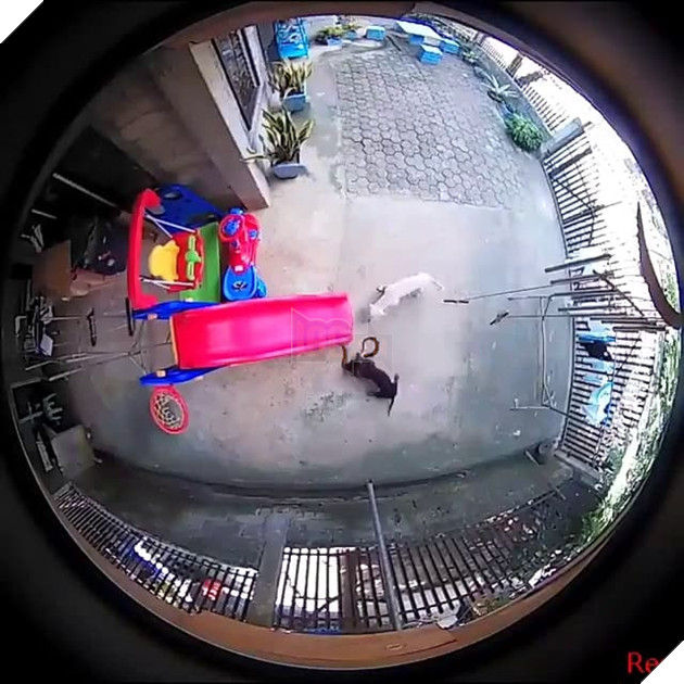  
Cả hai liền xông tới tấn công con rắn.