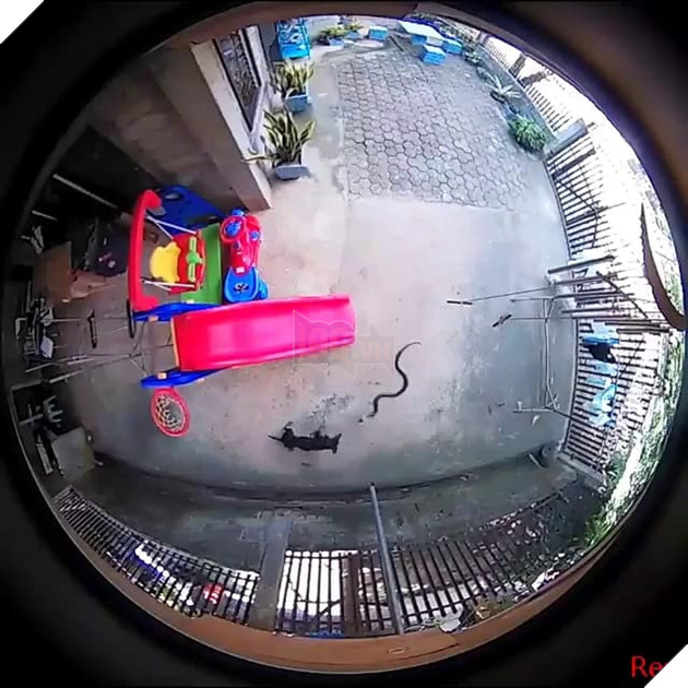  
Chú chó đen bị con rắn cắn nhiều phát vào người.