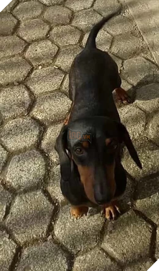  
Chú chó trung thành đã ra đi mãi mãi vì cố gắng cứu chủ.