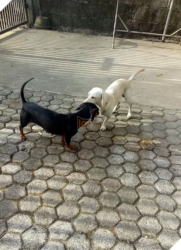  
Trong khi đó chú chó trắng Moxie cũng bị mù mắt vì nọc rắn.