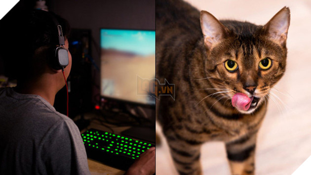 Streamer số nhọ nhất năm: Đang bắn nhau căng thẳng thì boss mèo nôn vào máy, đi luôn dàn PC - Ảnh 1.