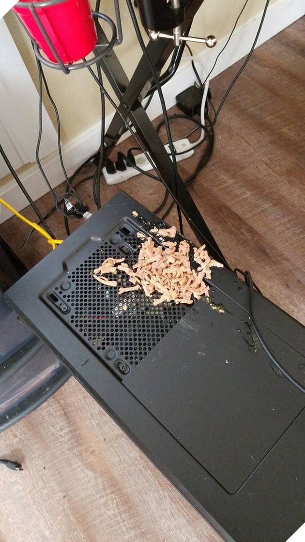 Streamer số nhọ nhất năm: Đang bắn nhau căng thẳng thì boss mèo nôn vào máy, đi luôn dàn PC - Ảnh 3.