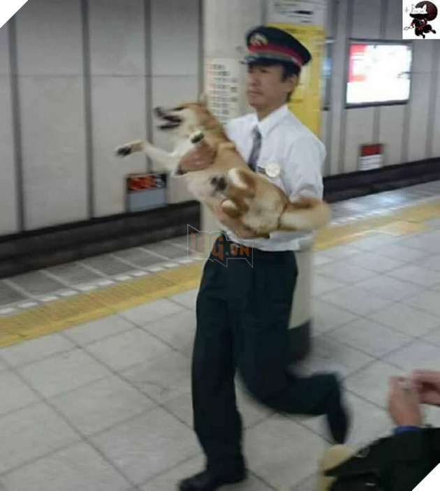 Siêu hài hước hình ảnh chú chó bị bảo vệ bế ngược vì có định nhảy tàu trốn vé đi chơi tại Nhật 3