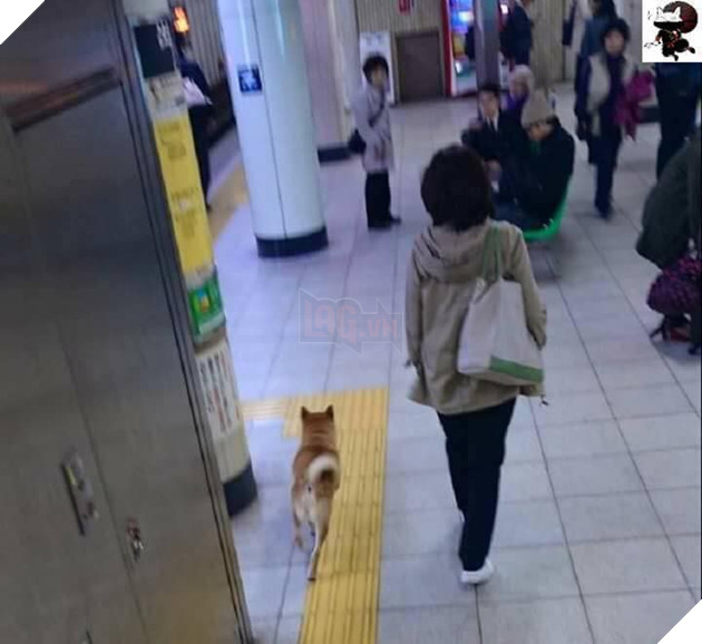 Siêu hài hước hình ảnh chú chó bị bảo vệ bế ngược vì có định nhảy tàu trốn vé đi chơi tại Nhật