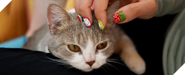 Cuối cùng khoa học cũng tìm ra cách để chúng ta nựng các boss mèo mà không bị ăn tát - Ảnh 3.