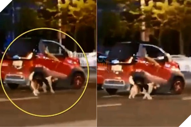 Chỉ vì ô tô hết chỗ, nữ tài xế kéo chú chó chạy theo xe suốt quãng đường dài khiến MXH phẫn nộ - Ảnh 2.