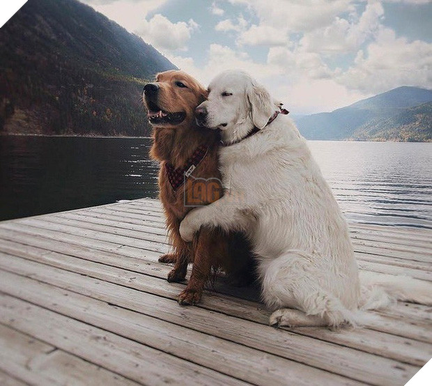 Tan chảy trước tình yêu ngọt ngào và dễ thương của các loài động vật