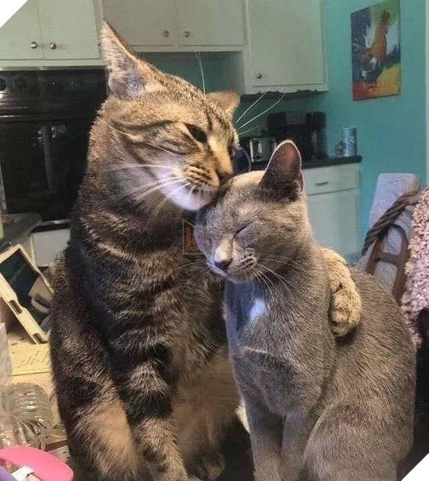 Tan chảy trước tình yêu ngọt ngào và dễ thương của các loài động vật 2