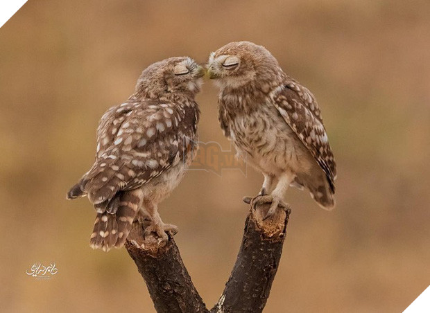 Tan chảy trước tình yêu ngọt ngào và dễ thương của các loài động vật 11