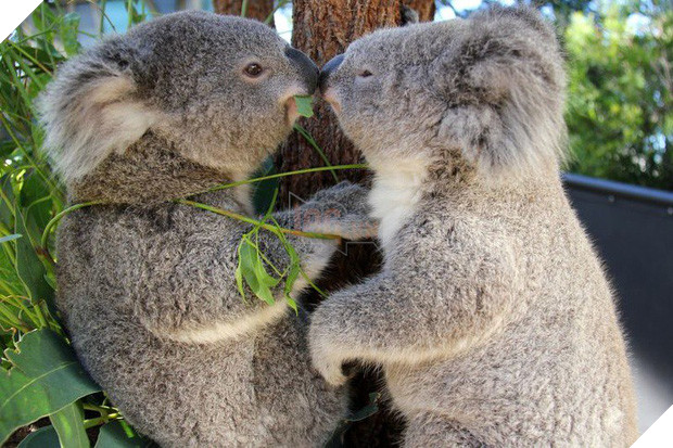 Tan chảy trước tình yêu ngọt ngào và dễ thương của các loài động vật 12