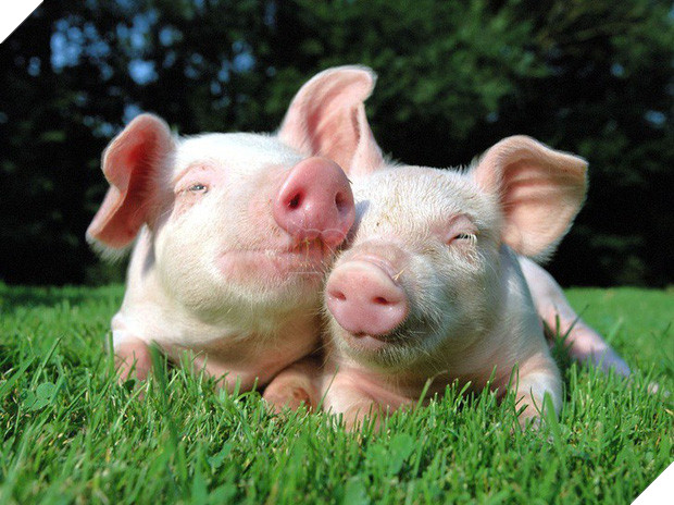 Tan chảy trước tình yêu ngọt ngào và dễ thương của các loài động vật 13