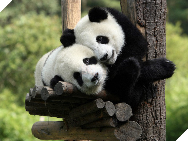 Tan chảy trước tình yêu ngọt ngào và dễ thương của các loài động vật 14