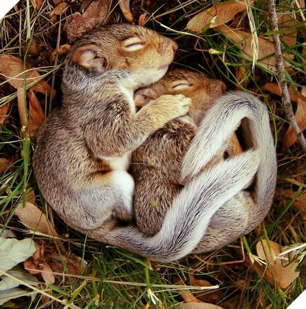 Tan chảy trước tình yêu ngọt ngào và dễ thương của các loài động vật 15