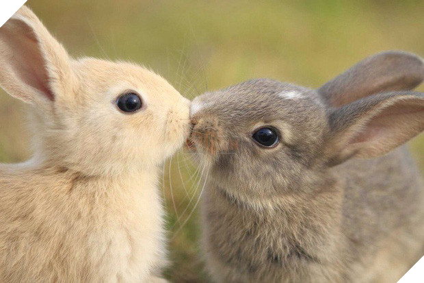 Tan chảy trước tình yêu ngọt ngào và dễ thương của các loài động vật 16