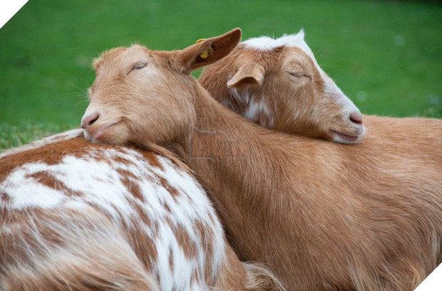 Tan chảy trước tình yêu ngọt ngào và dễ thương của các loài động vật 17