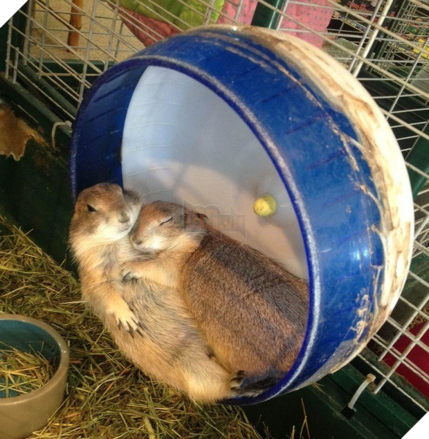 Tan chảy trước tình yêu ngọt ngào và dễ thương của các loài động vật 3