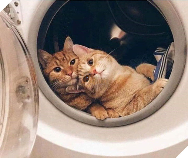 Tan chảy trước tình yêu ngọt ngào và dễ thương của các loài động vật 4