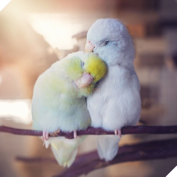 Tan chảy trước tình yêu ngọt ngào và dễ thương của các loài động vật 5