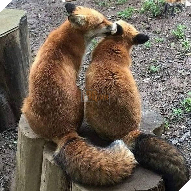 Tan chảy trước tình yêu ngọt ngào và dễ thương của các loài động vật 6