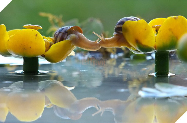 Tan chảy trước tình yêu ngọt ngào và dễ thương của các loài động vật 9