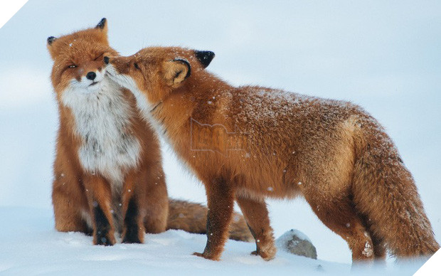 Tan chảy trước tình yêu ngọt ngào và dễ thương của các loài động vật 10