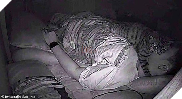 Clip: Boss mèo thần đồng giơ vuốt tắt gọn chuông báo thức khiến sen sáng nào cũng trễ làm mà nói chẳng ai tin - Ảnh 6.