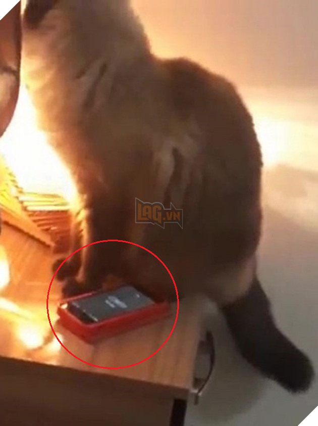 Clip: Boss m&#232;o &quot;thần đồng&quot; giơ vuốt tắt gọn chu&#244;ng b&#225;o thức khiến sen s&#225;ng n&#224;o cũng trễ l&#224;m m&#224; n&#243;i chẳng ai tin - Ảnh 2.