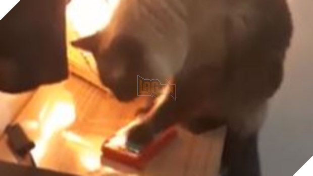 Clip: Boss mèo thần đồng giơ vuốt tắt gọn chuông báo thức khiến sen sáng nào cũng trễ làm mà nói chẳng ai tin - Ảnh 1.