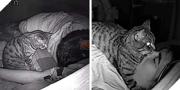 Clip: Boss mèo thần đồng giơ vuốt tắt gọn chuông báo thức khiến sen sáng nào cũng trễ làm mà nói chẳng ai tin - Ảnh 5.