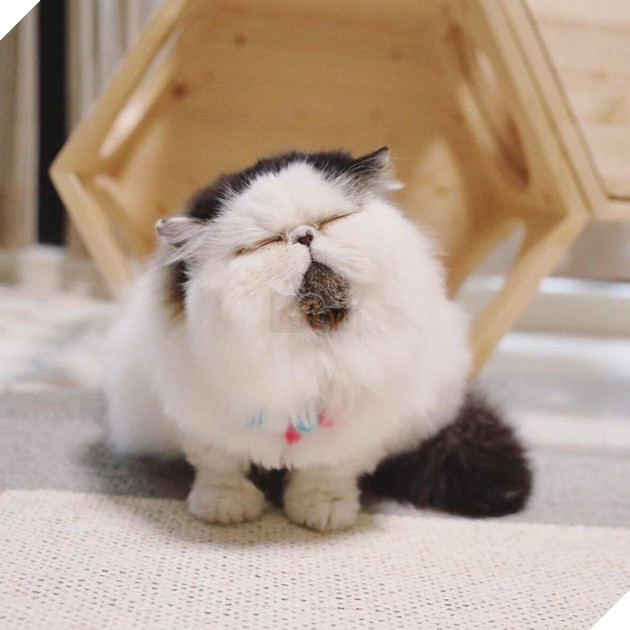 Cộng đồng mạng đổ đốn trước vẻ đáng yêu của chú mèo buồn ngủ Zuu