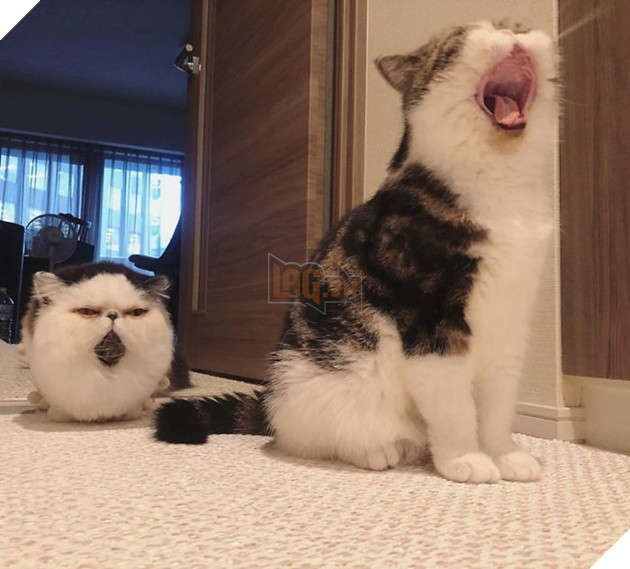 Cong dong mang do don truoc ve dang yeu cua chu meo buon ngu Zuu 2 Cộng đồng mạng đổ đốn trước vẻ đáng yêu của chú mèo buồn ngủ Zuu 2