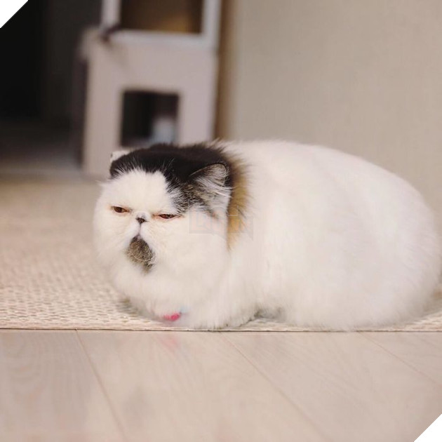 Cong dong mang do don truoc ve dang yeu cua chu meo buon ngu Zuu 4 Cộng đồng mạng đổ đốn trước vẻ đáng yêu của chú mèo buồn ngủ Zuu 4