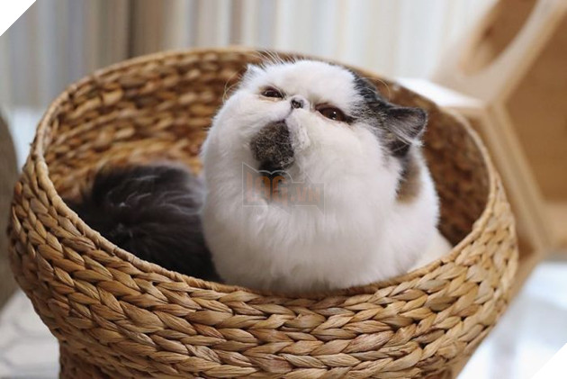 Cong dong mang do don truoc ve dang yeu cua chu meo buon ngu Zuu 6 Cộng đồng mạng đổ đốn trước vẻ đáng yêu của chú mèo buồn ngủ Zuu 6