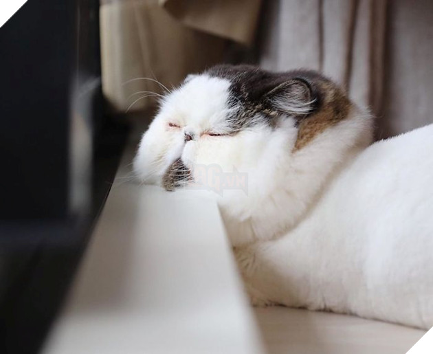 Cong dong mang do don truoc ve dang yeu cua chu meo buon ngu Zuu 7 Cộng đồng mạng đổ đốn trước vẻ đáng yêu của chú mèo buồn ngủ Zuu 7