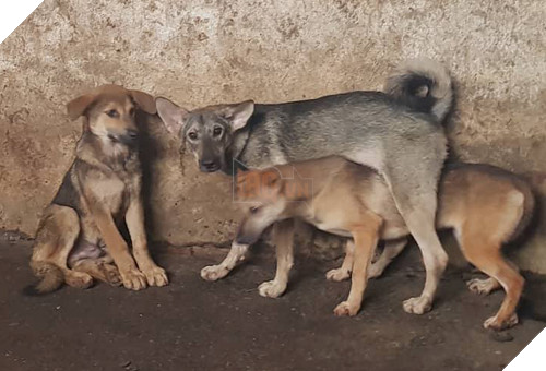 Những con chó bị nốt trong chuồng tại một lò mổ ở Hà Nội. Ảnh: Gia Chính.