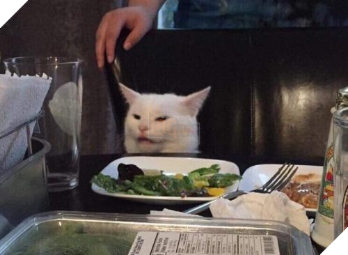 Chân dung thật của thánh mèo điển trai trong meme Cô gái hét vào mặt chú mèo rất nổi tiếng trong năm nay 2