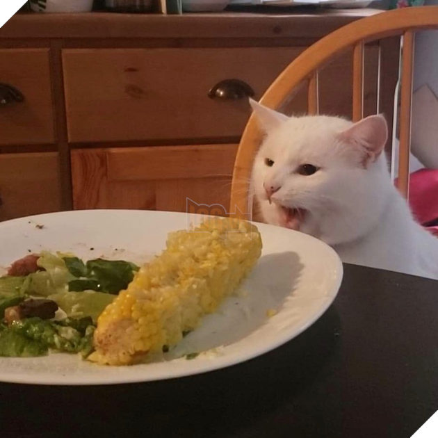 Chân dung thật của thánh mèo điển trai trong meme Cô gái hét vào mặt chú mèo rất nổi tiếng trong năm nay 6