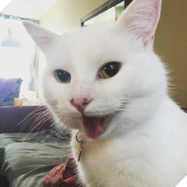 Chân dung thật của thánh mèo điển trai trong meme Cô gái hét vào mặt chú mèo rất nổi tiếng trong năm nay 8