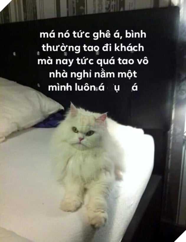 Tổng hợp ảnh Meme Tao Thấy Mà Tao Tức hài hước đang nổi trội trên mạng xã hội 4
