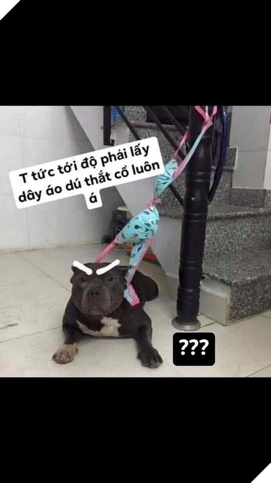 Tổng hợp ảnh Meme Tao Thấy Mà Tao Tức hài hước đang nổi trội trên mạng xã hội 6