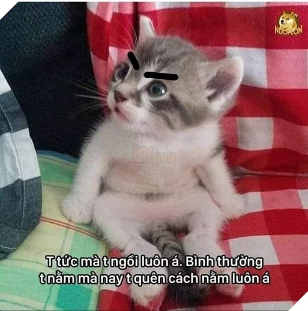 Tổng hợp ảnh Meme Tao Thấy Mà Tao Tức hài hước đang nổi trội trên mạng xã hội 7