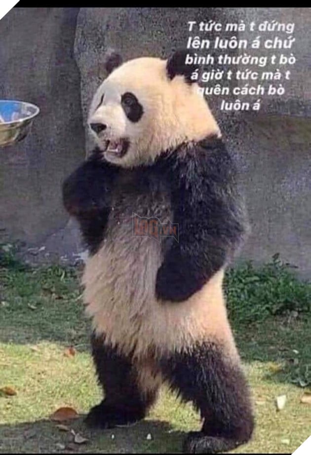 Tổng hợp ảnh Meme Tao Thấy Mà Tao Tức hài hước đang nổi trội trên mạng xã hội 2