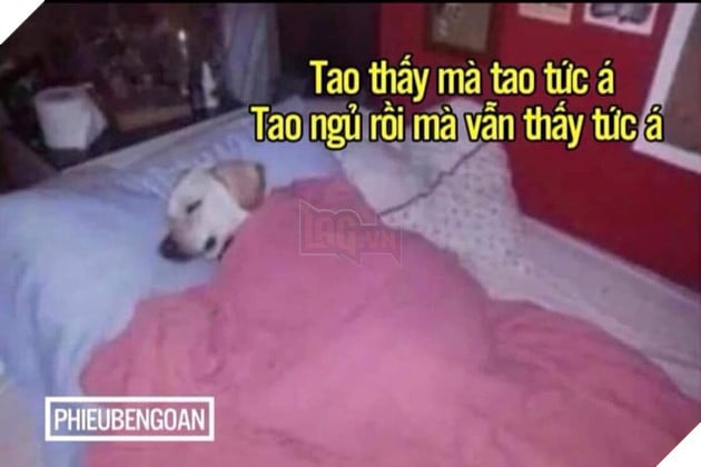 Tổng hợp ảnh Meme Tao Thấy Mà Tao Tức hài hước đang nổi trội trên mạng xã hội 9